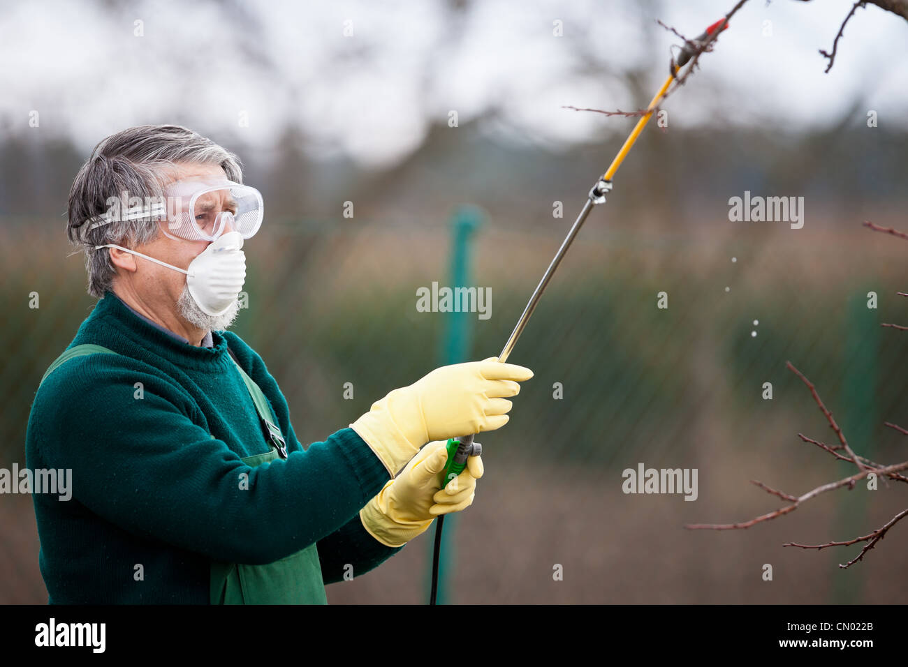 Applying Insecticide Using chemicals in the garden/orchard: gardener applying an insecticide ...