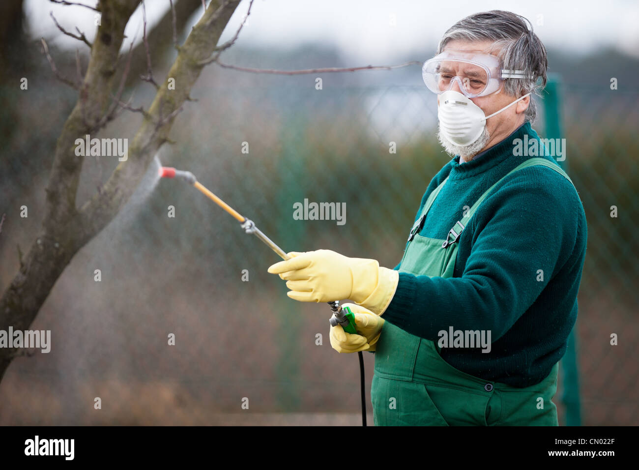 Applying Insecticide Using chemicals in the garden/orchard: gardener applying an insecticide ...