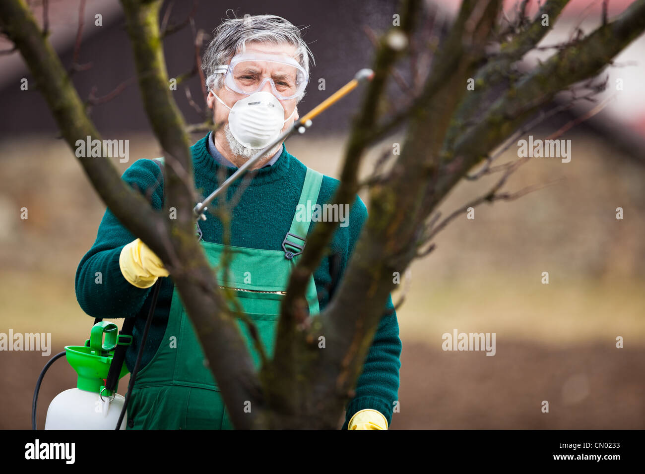 Applying Insecticide Using chemicals in the garden/orchard: gardener applying an insecticide ...