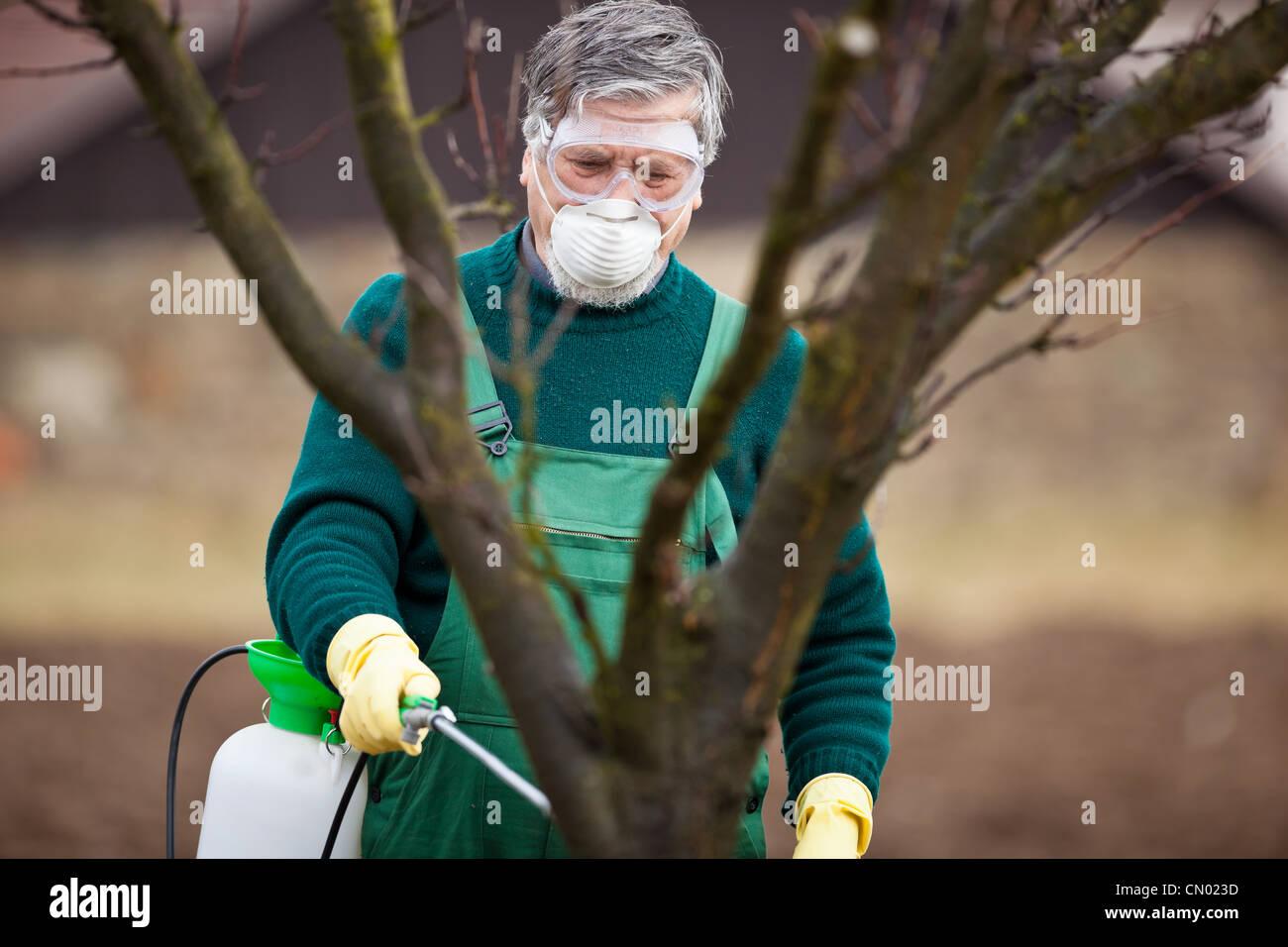 Applying Insecticide Using chemicals in the garden/orchard: gardener applying an insecticide ...