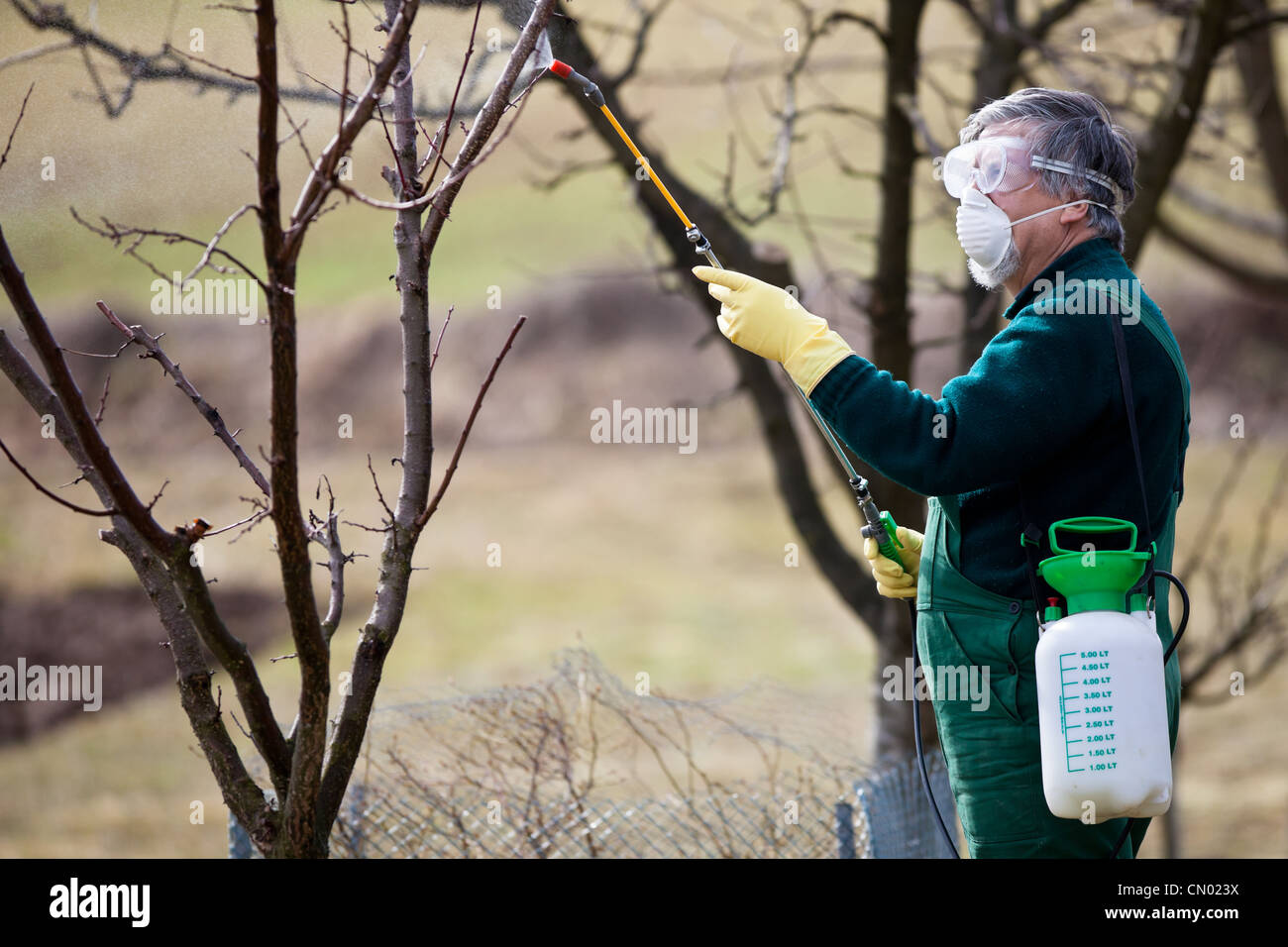 Applying Insecticide Using chemicals in the garden/orchard: gardener applying an insecticide ...
