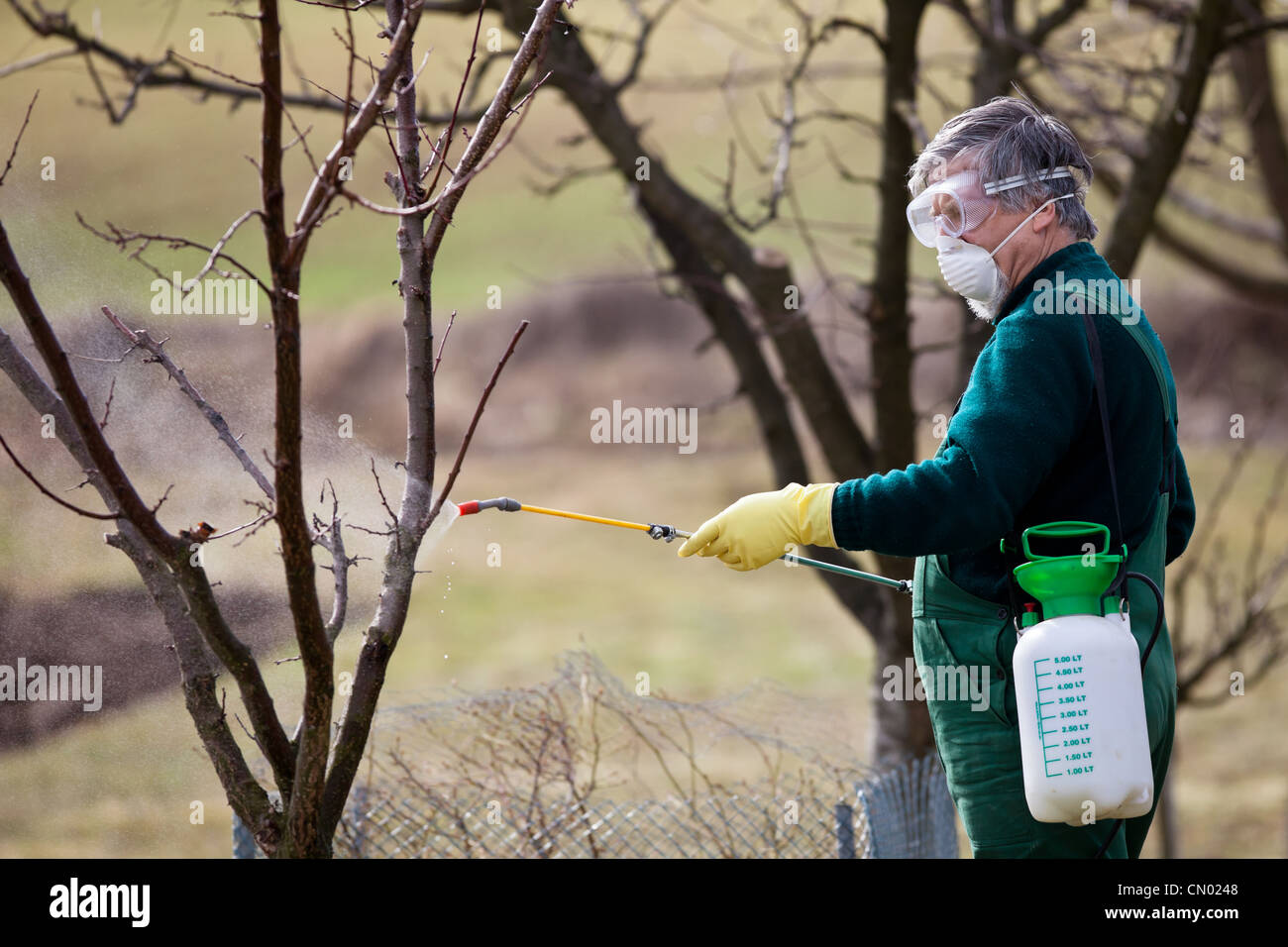 Applying Insecticide Using chemicals in the garden/orchard: gardener applying an insecticide ...
