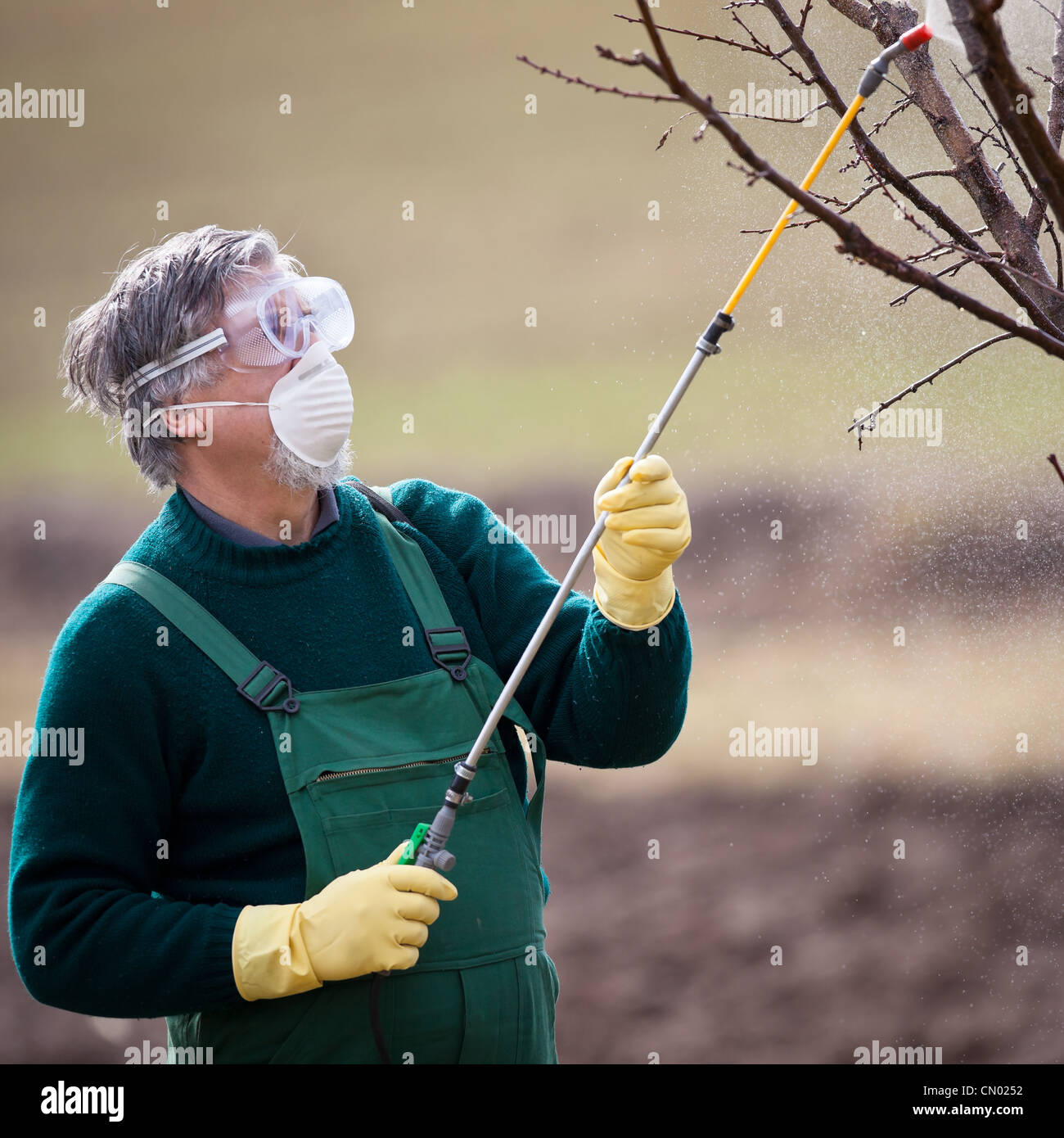 Applying Insecticide Using chemicals in the garden/orchard: gardener applying an insecticide ...