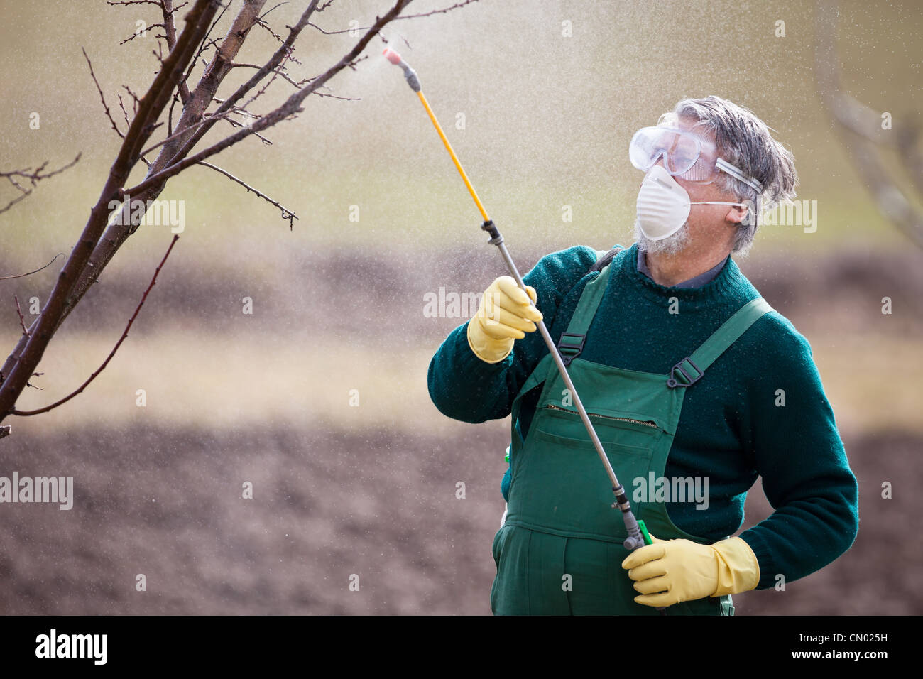 Applying Insecticide Using chemicals in the garden/orchard: gardener applying an insecticide ...