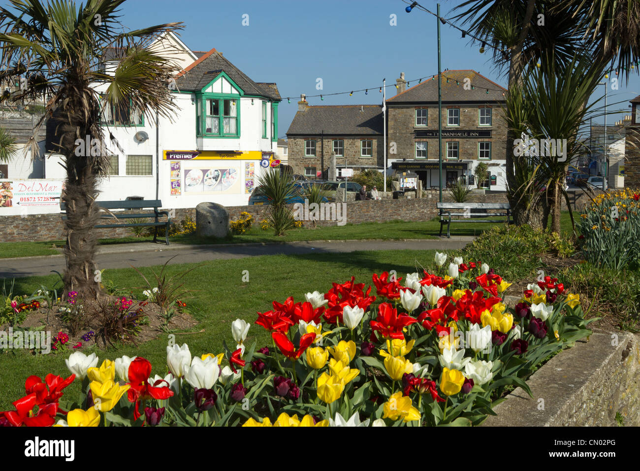 Perranporth colourful tulip flowers in a flower bed. Stock Photo