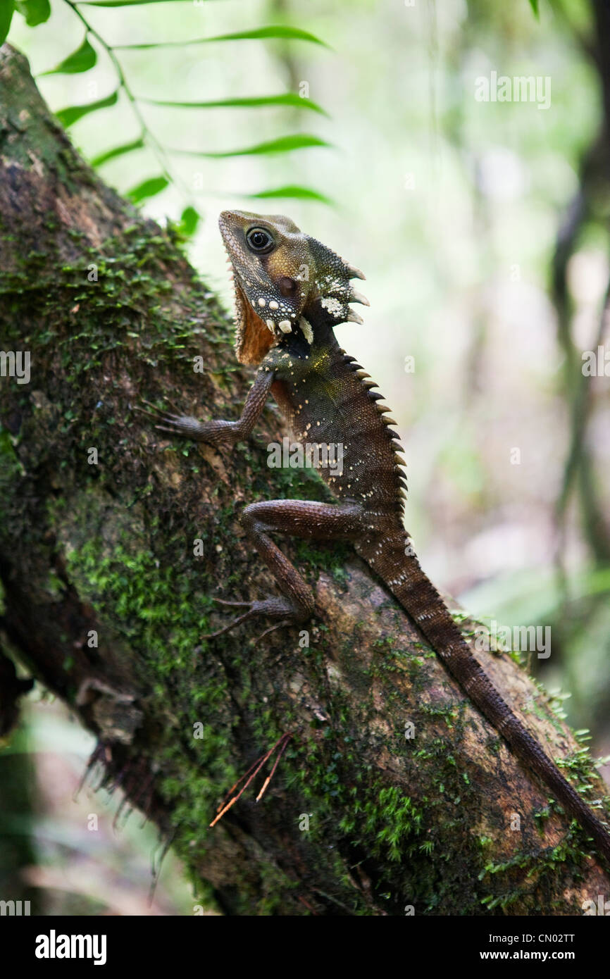 Boyd's Forest Dragon (Hypsilurus boydii).  Mossman Gorge ,Daintree National Park. Mossman, Queensland, Australia Stock Photo