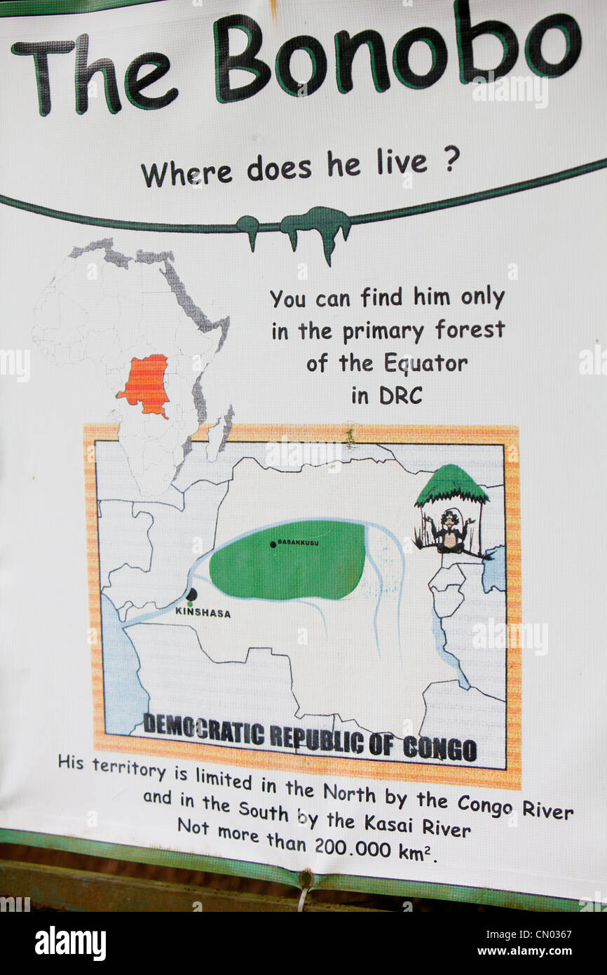 Information on the Bonobo apes in the Lola Ya Sanctuary park in the DRC, Central Africa. Stock Photo