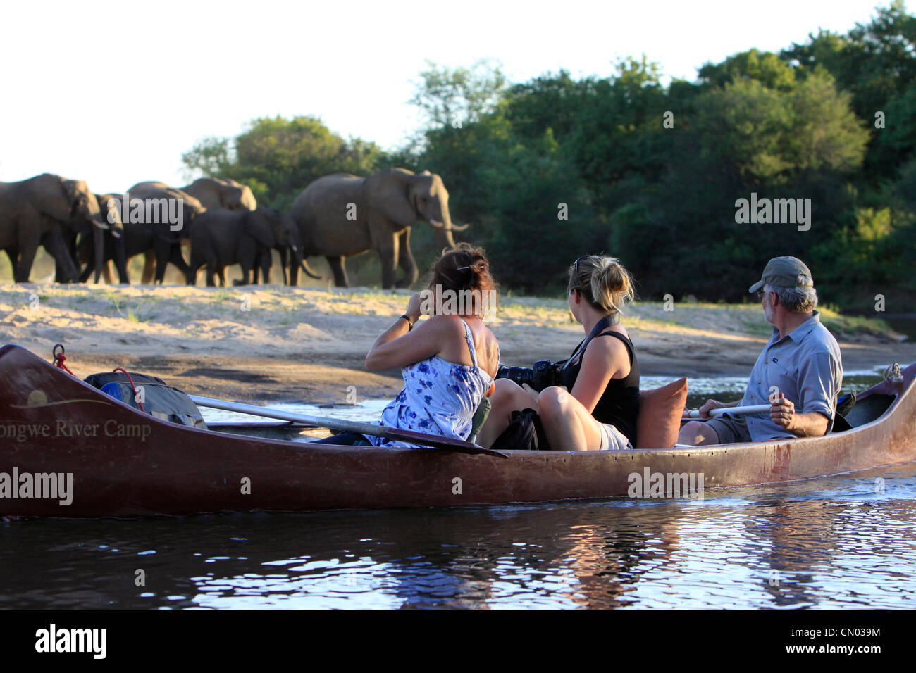 Three tourists enjoy watching elephants coming down to the river from their dugout canoe. Lower Zambezi NP, Zambia Stock Photo