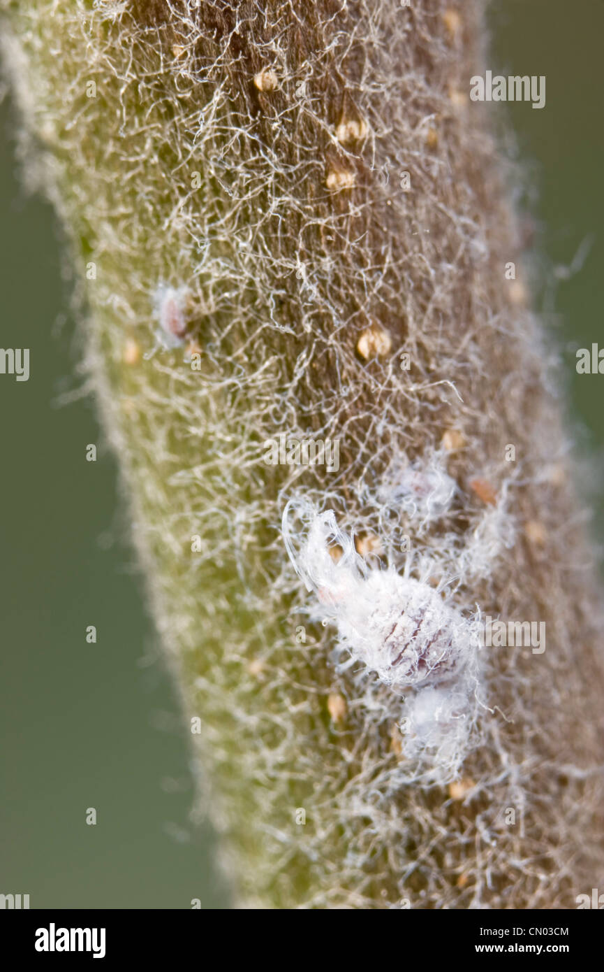 Aphids hires stock photography and images Alamy