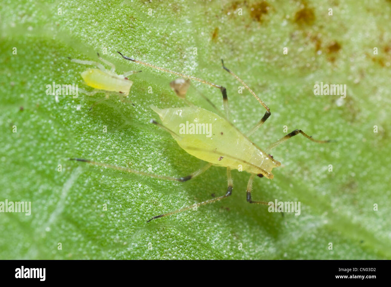 Aphid Nymph High Resolution Stock Photography and Images Alamy