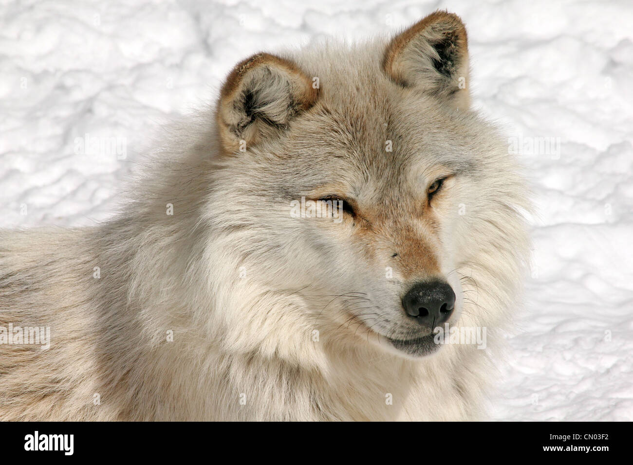 Wild Gray Wolf in Northern Ontario, Canada (this is a wild wolf pack photographed from a blind) Stock Photo