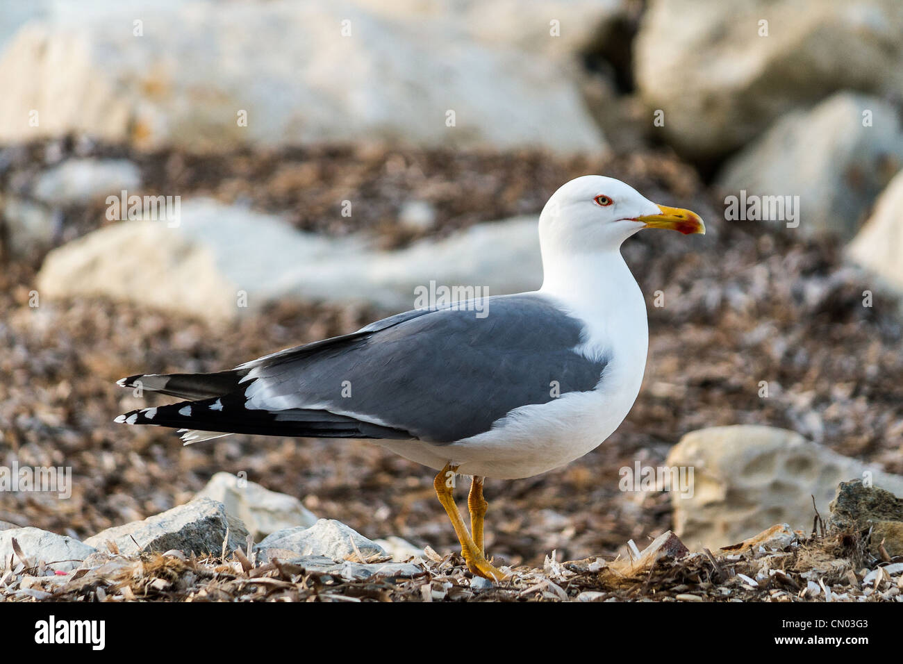 A sea gull, Sicily Stock Photo