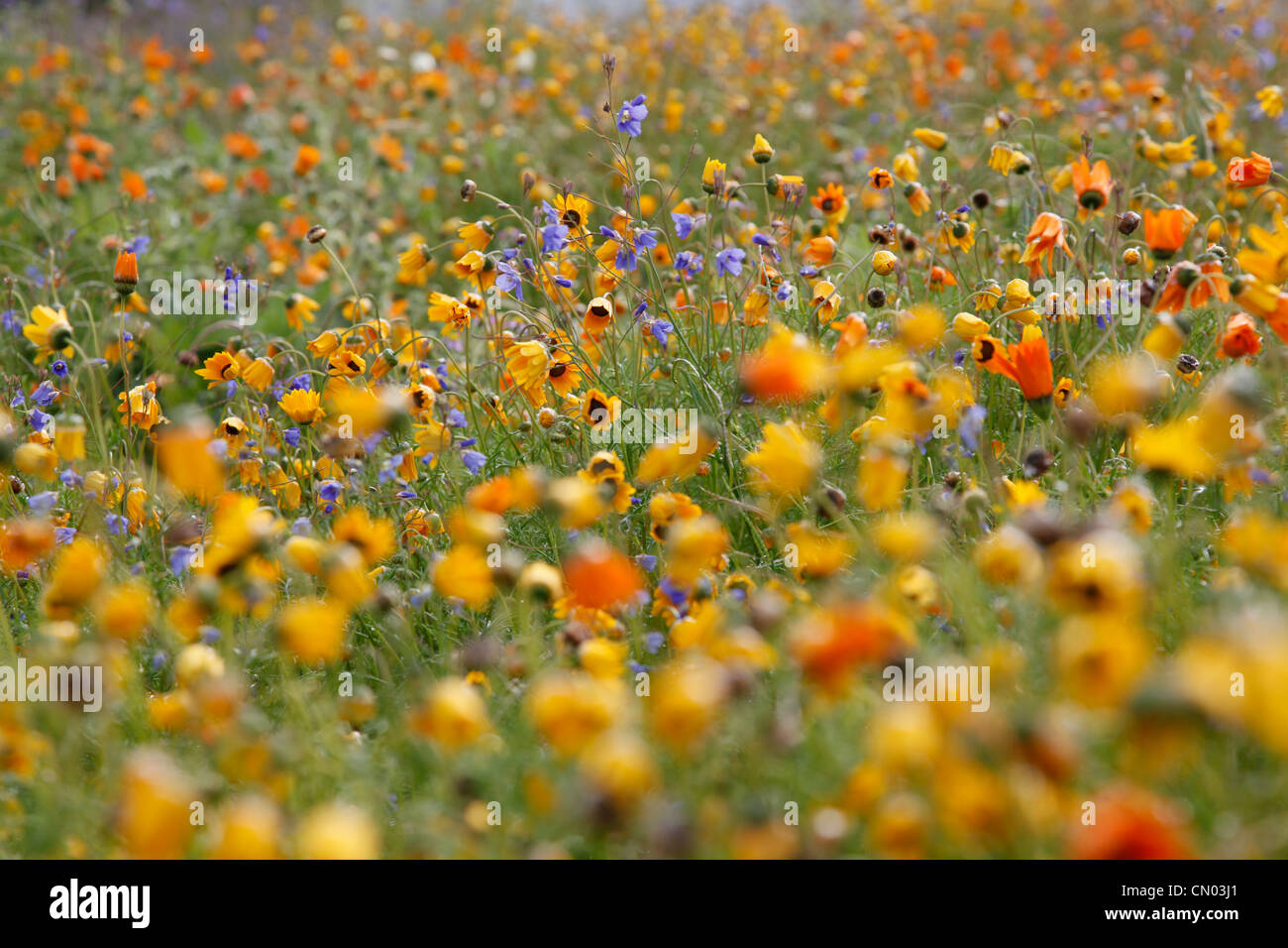Namaqualand flowers, Clanwilliam, Northern Cape, South Africa. Stock Photo