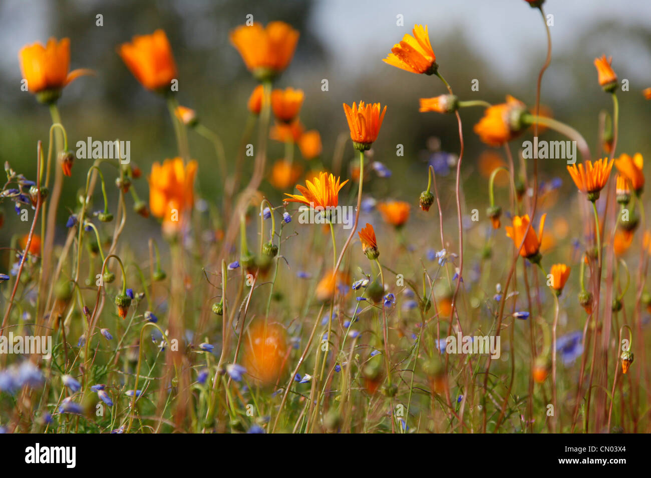 Namaqualand flowers, Clanwilliam, Northern Cape, South Africa. Stock Photo