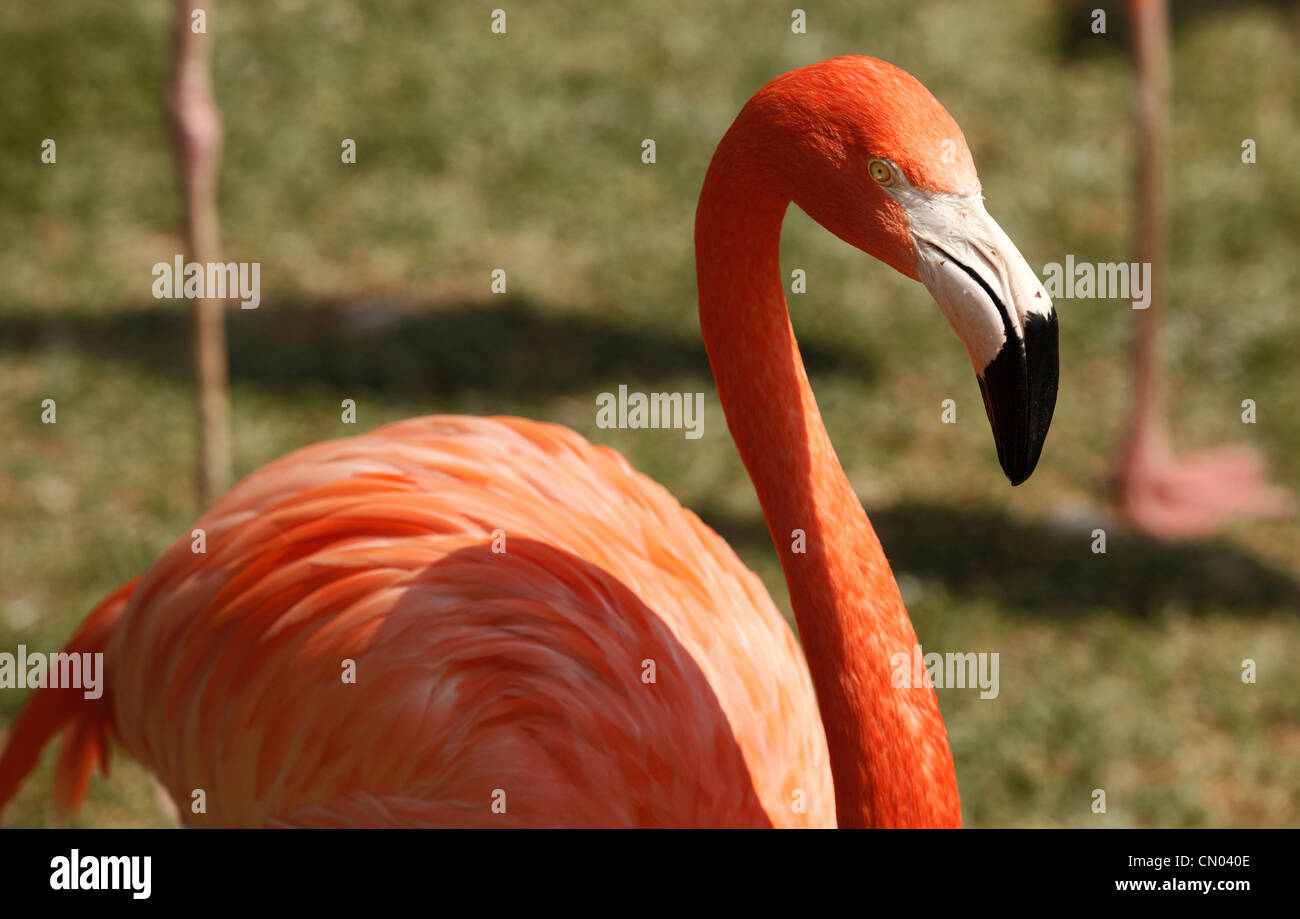 Red South African flamingos in Pretoria Zoo, RSA Stock Photo