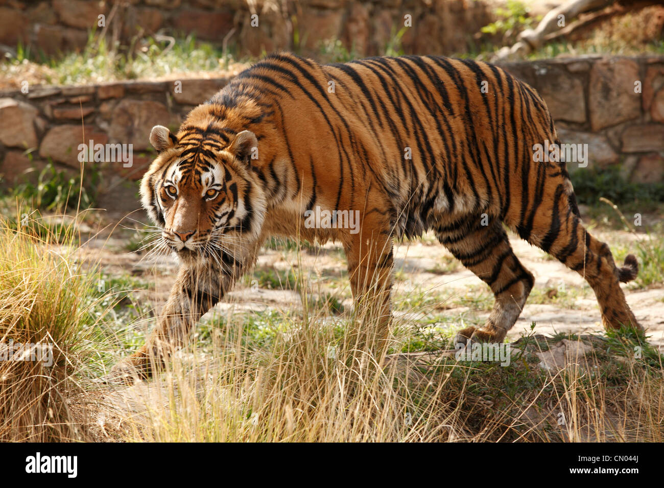 Tiger in Pretoria Zoo, RSA Stock Photo
