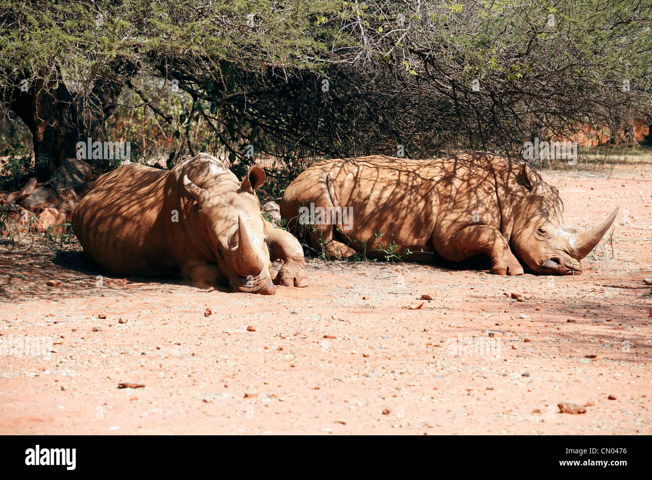 Rhinoceros resting under the tree in Pretoria Zoo, RSA Stock Photo