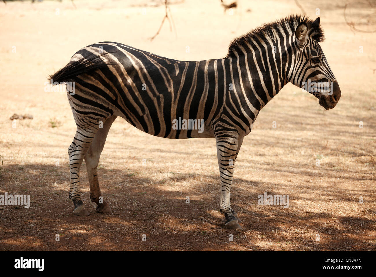 Zebra in Pretoria Zoo, RSA Stock Photo