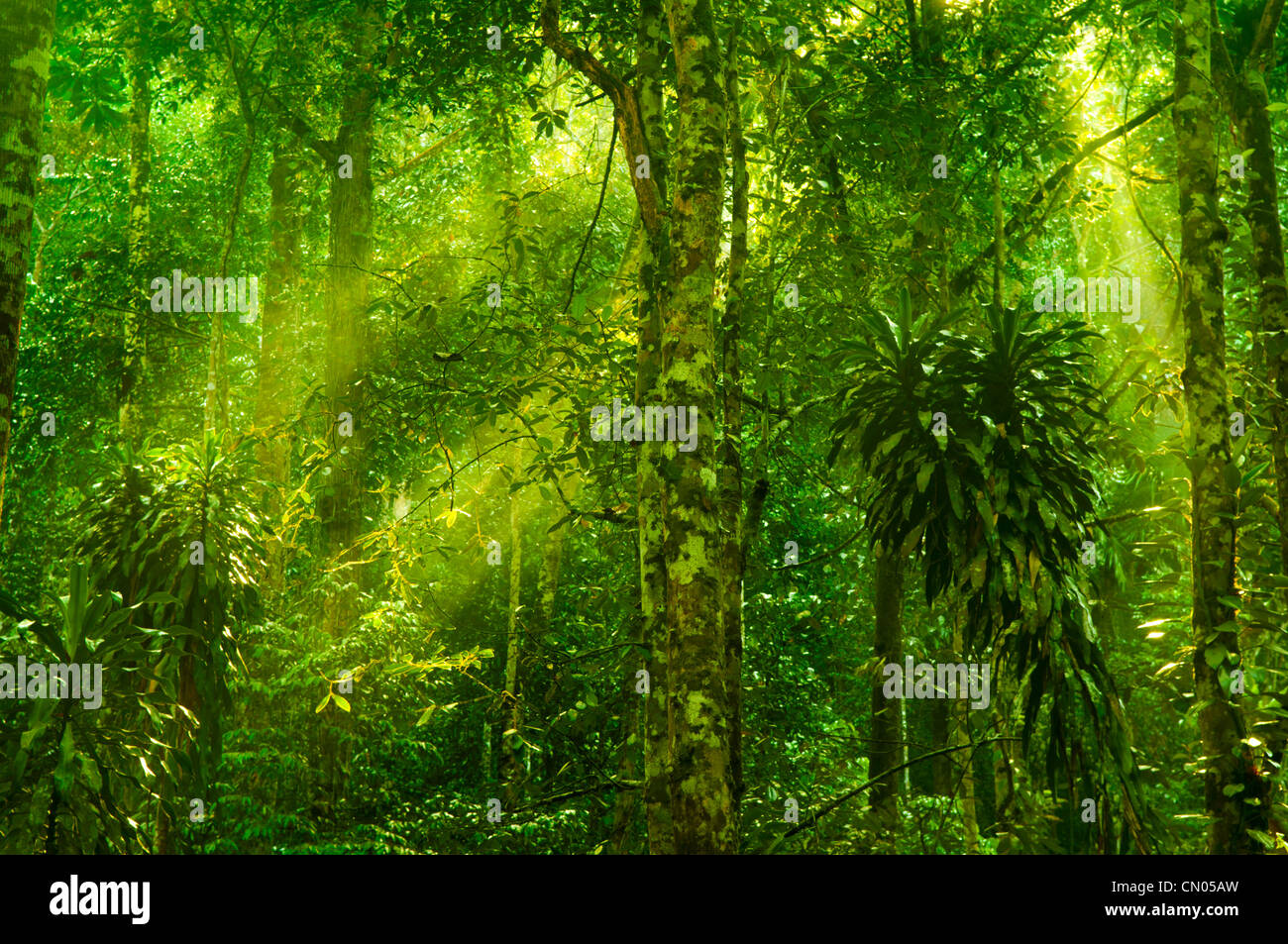 Sun shining into tropical forest Stock Photo