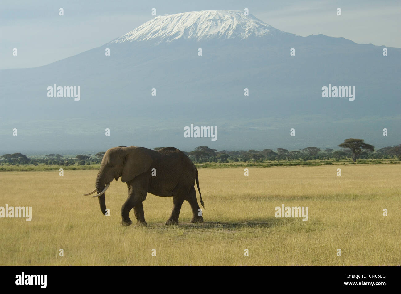 Elephant In Front Of Mt.Kilimanjaro Stock Photo - Alamy