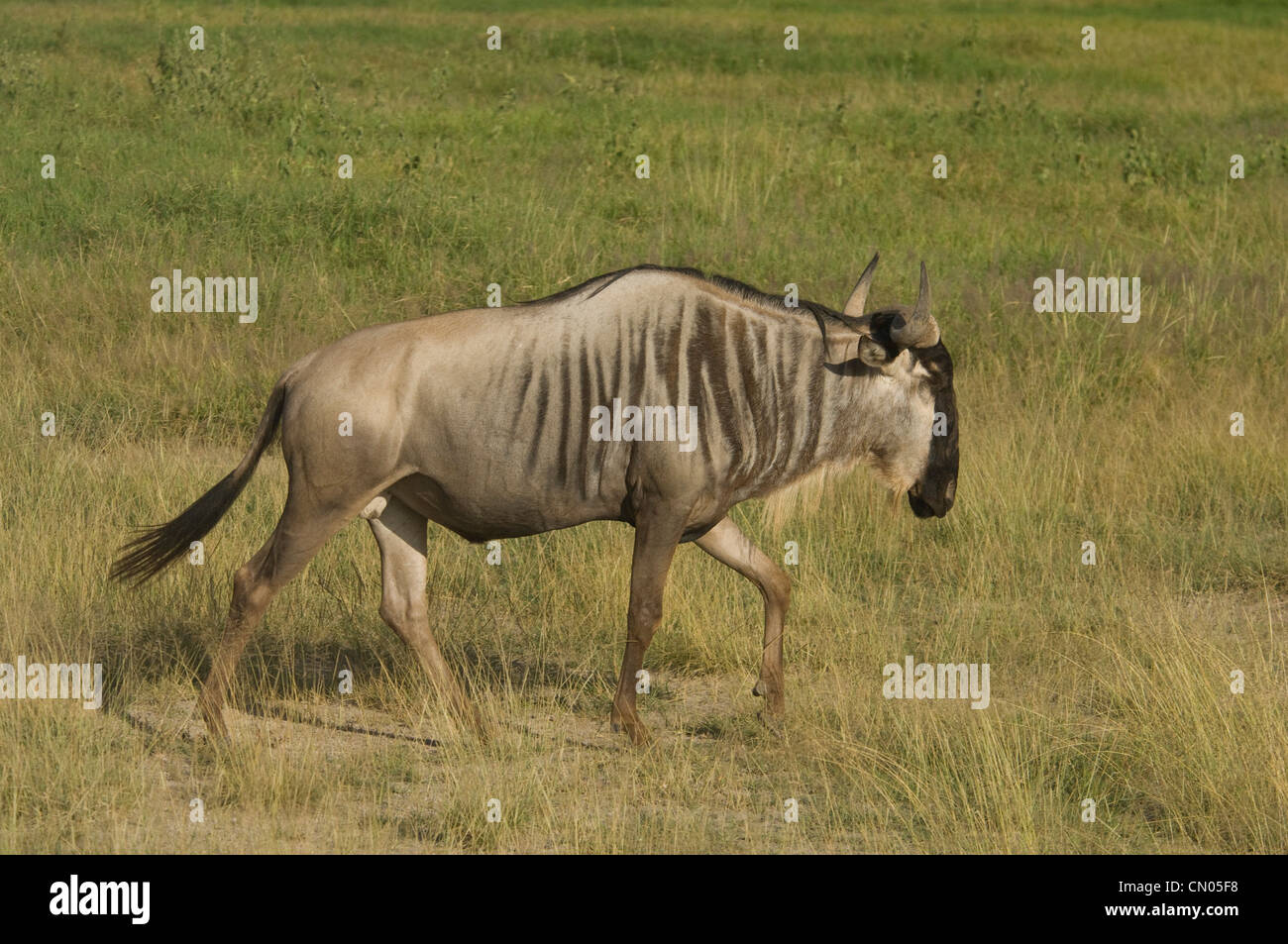 Wildebeest walking in plains Stock Photo