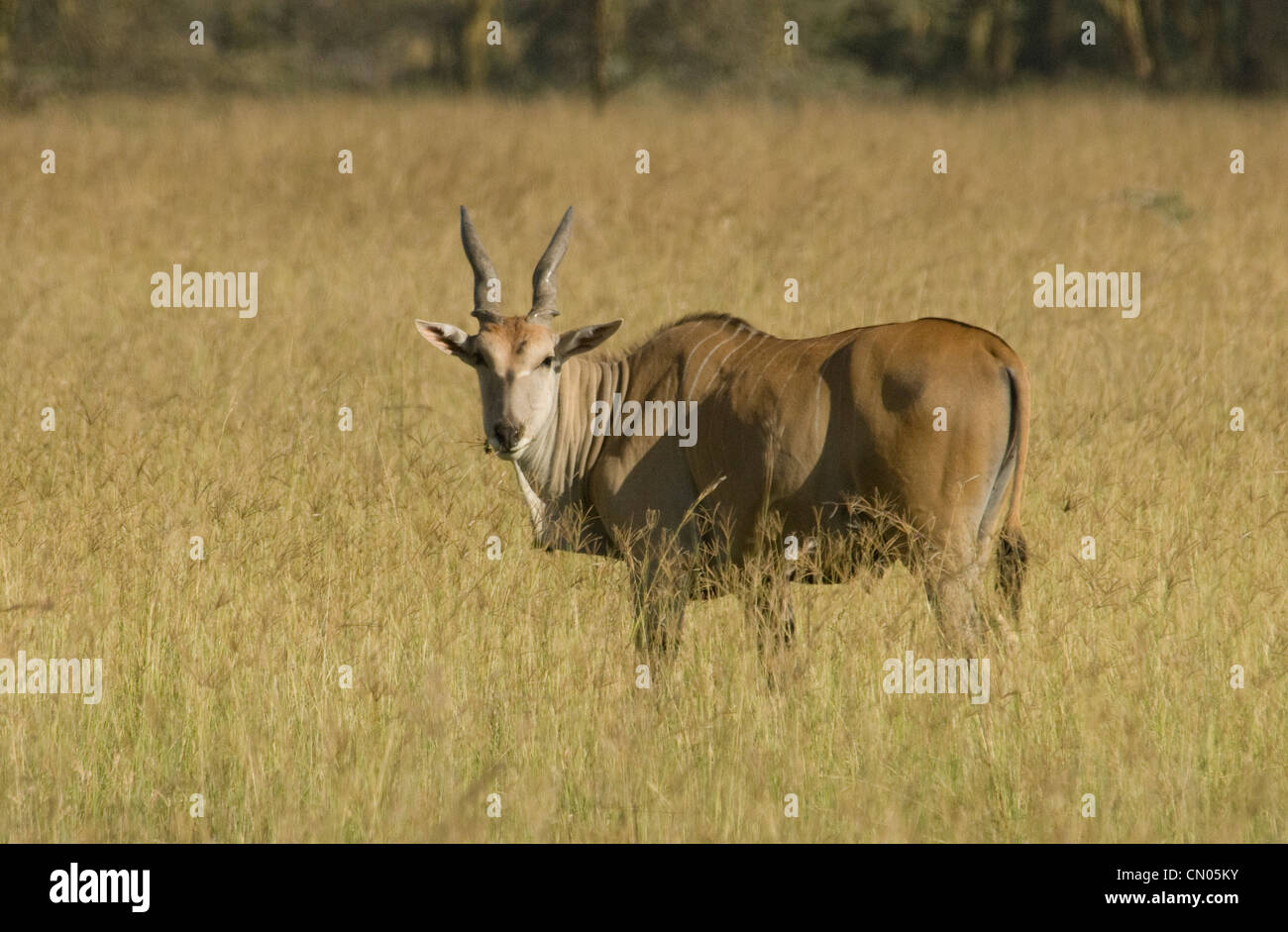 Eland in plains Stock Photo