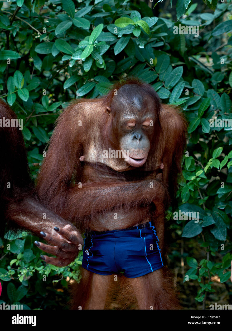 Orangutan Halloween Costumes 2022