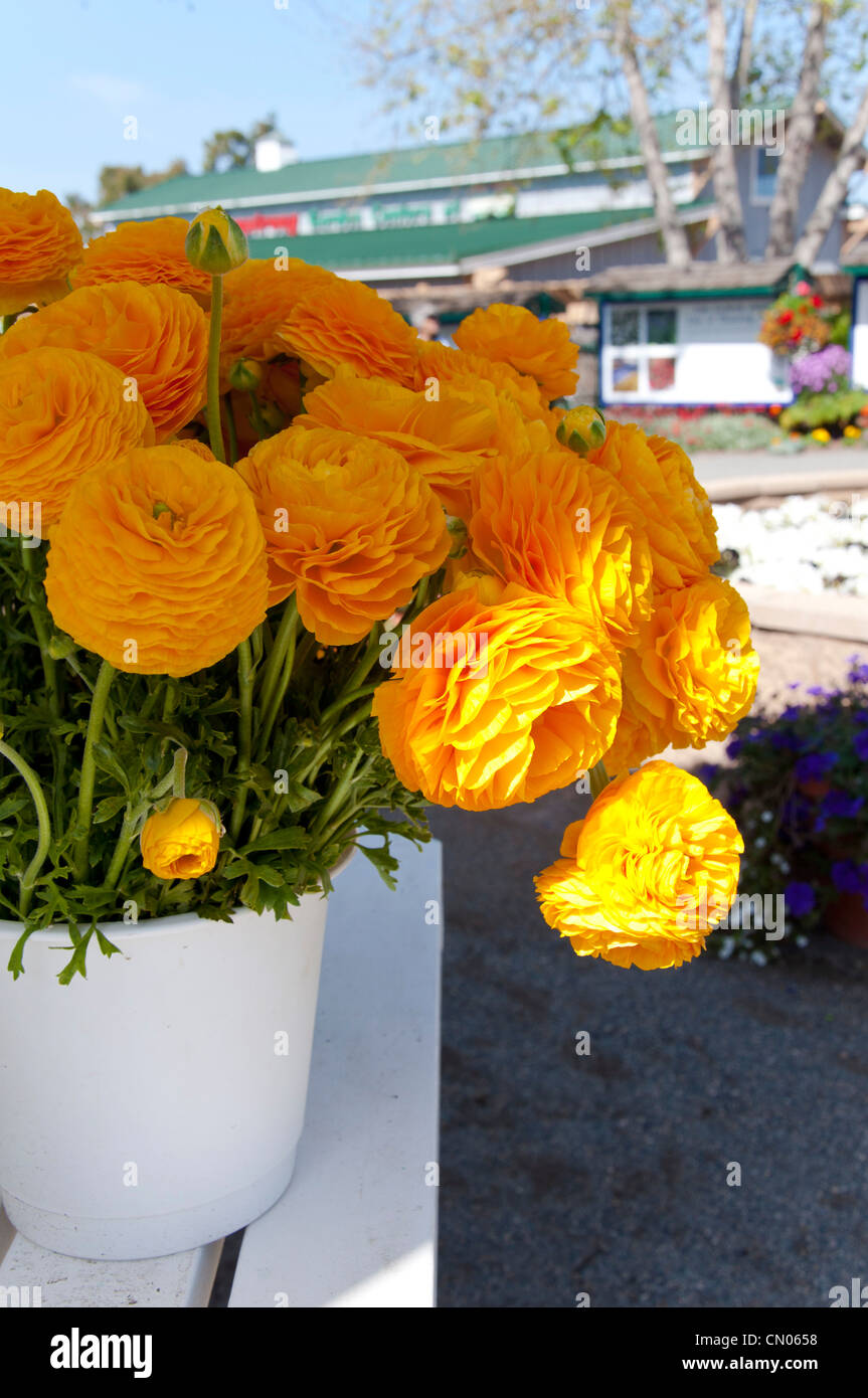 Ranunculus in vase Stock Photo Alamy