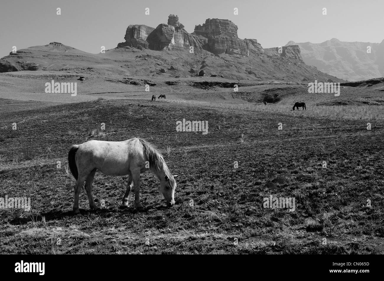 Horse grazing in front of the mountains at Drakensberg Gardens Stock Photo