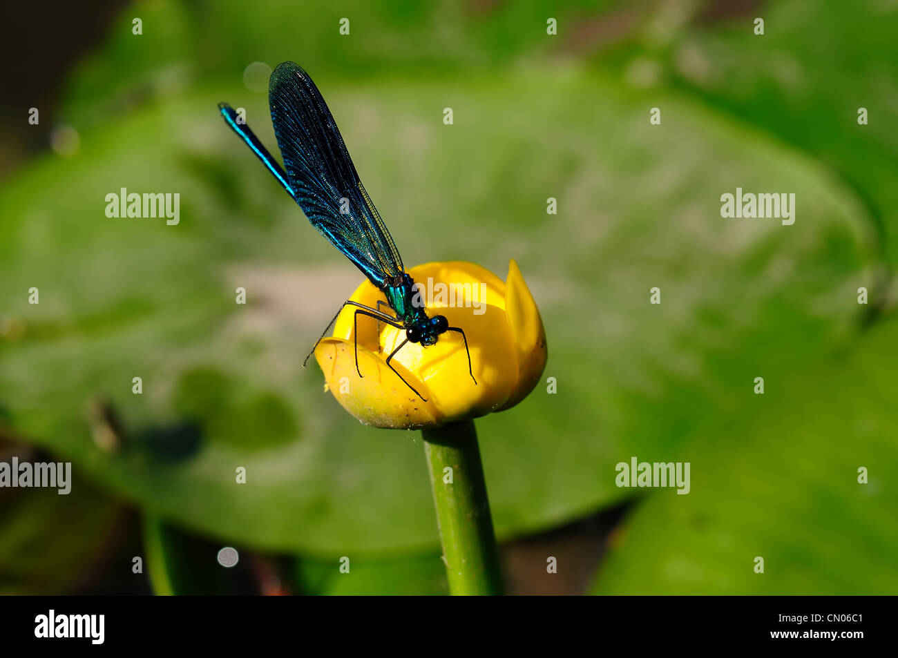 dragonfly Stock Photo