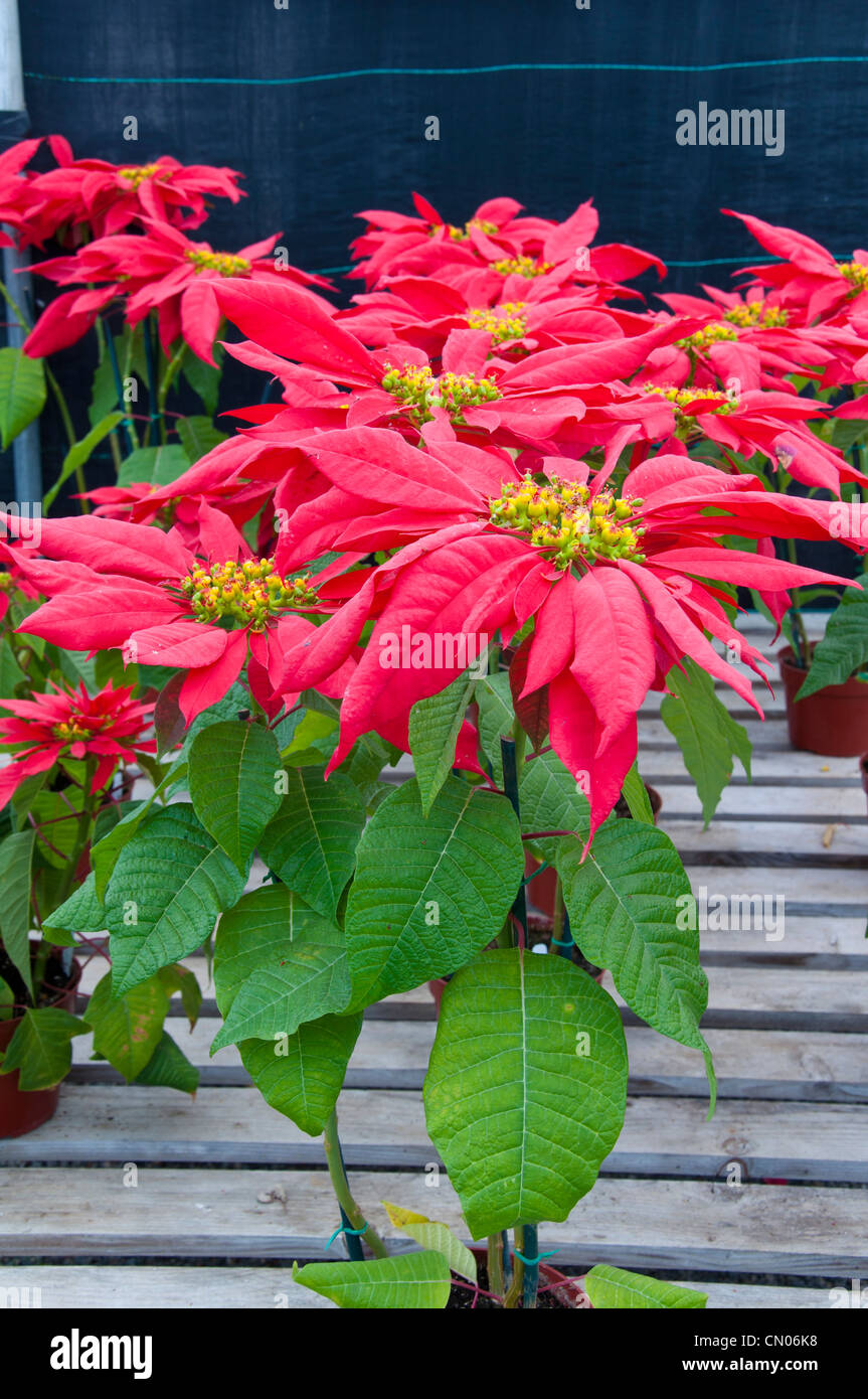 Poinsettia Flower, Christmas Stock Photo Alamy