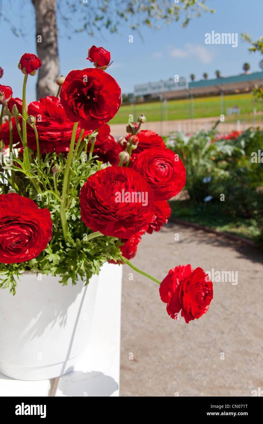 Ranunculus in vase Stock Photo Alamy