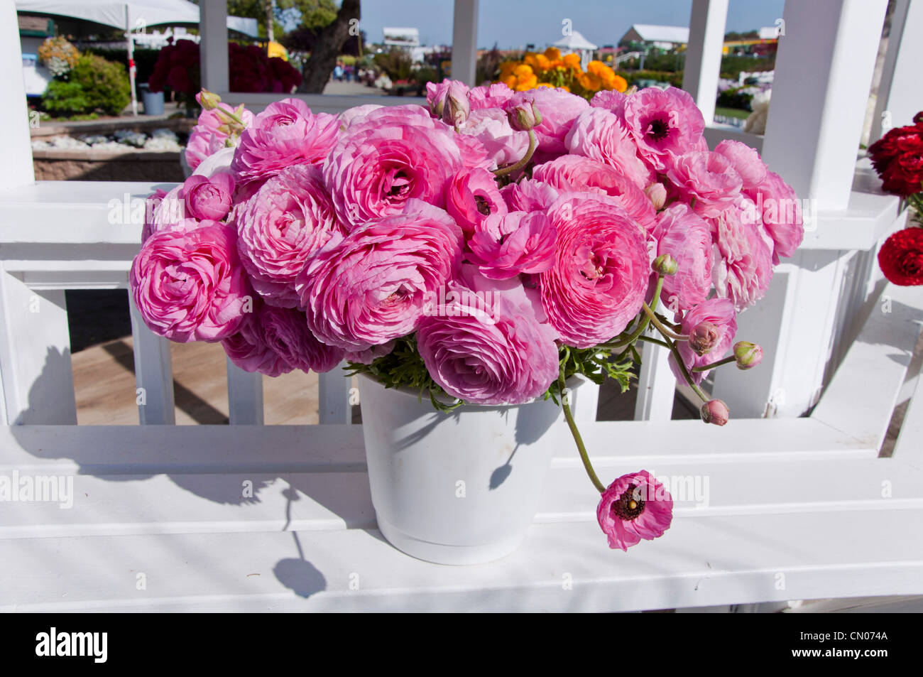 Ranunculus in vase Stock Photo Alamy
