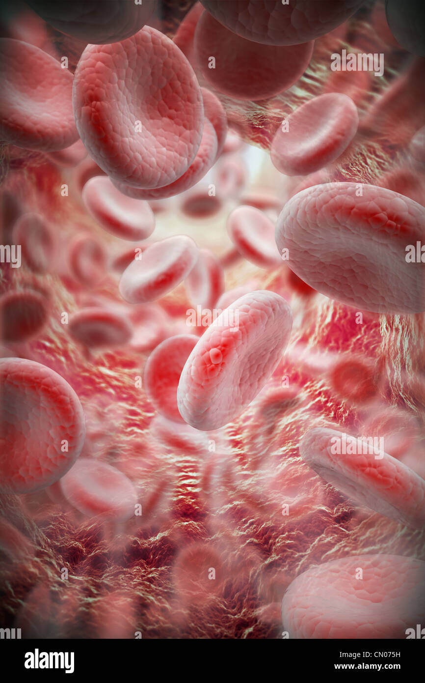 View of blood cells inside a human blood vessel Stock Photo