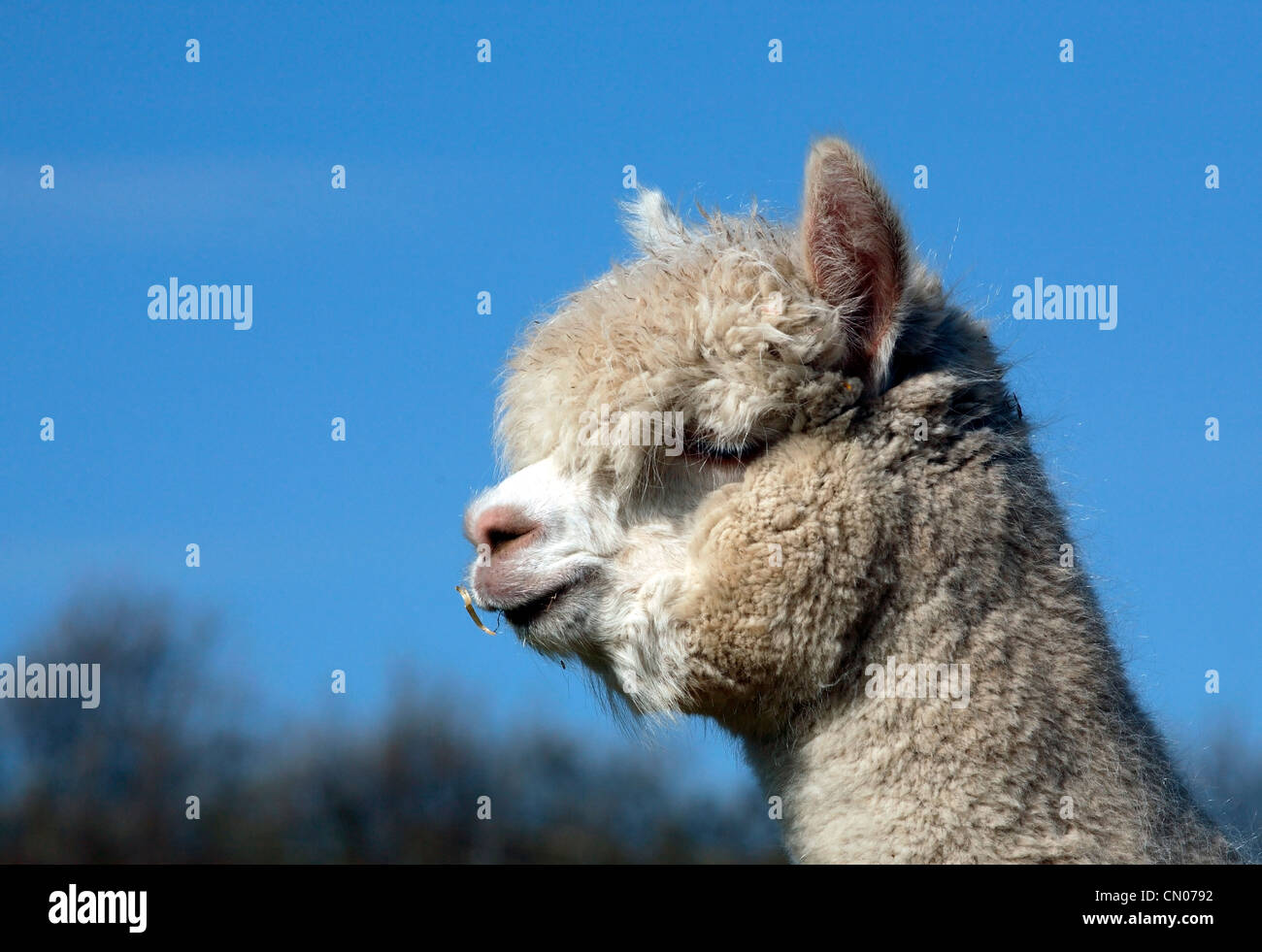 Alpca nose hi-res stock photography and images - Alamy