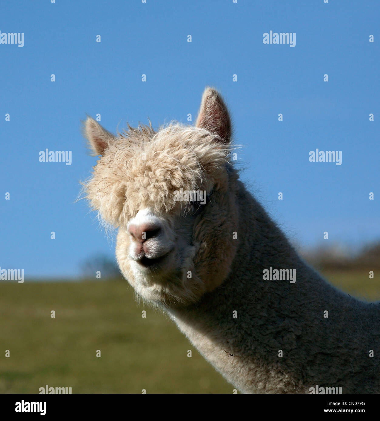 Alpca nose hi-res stock photography and images - Alamy