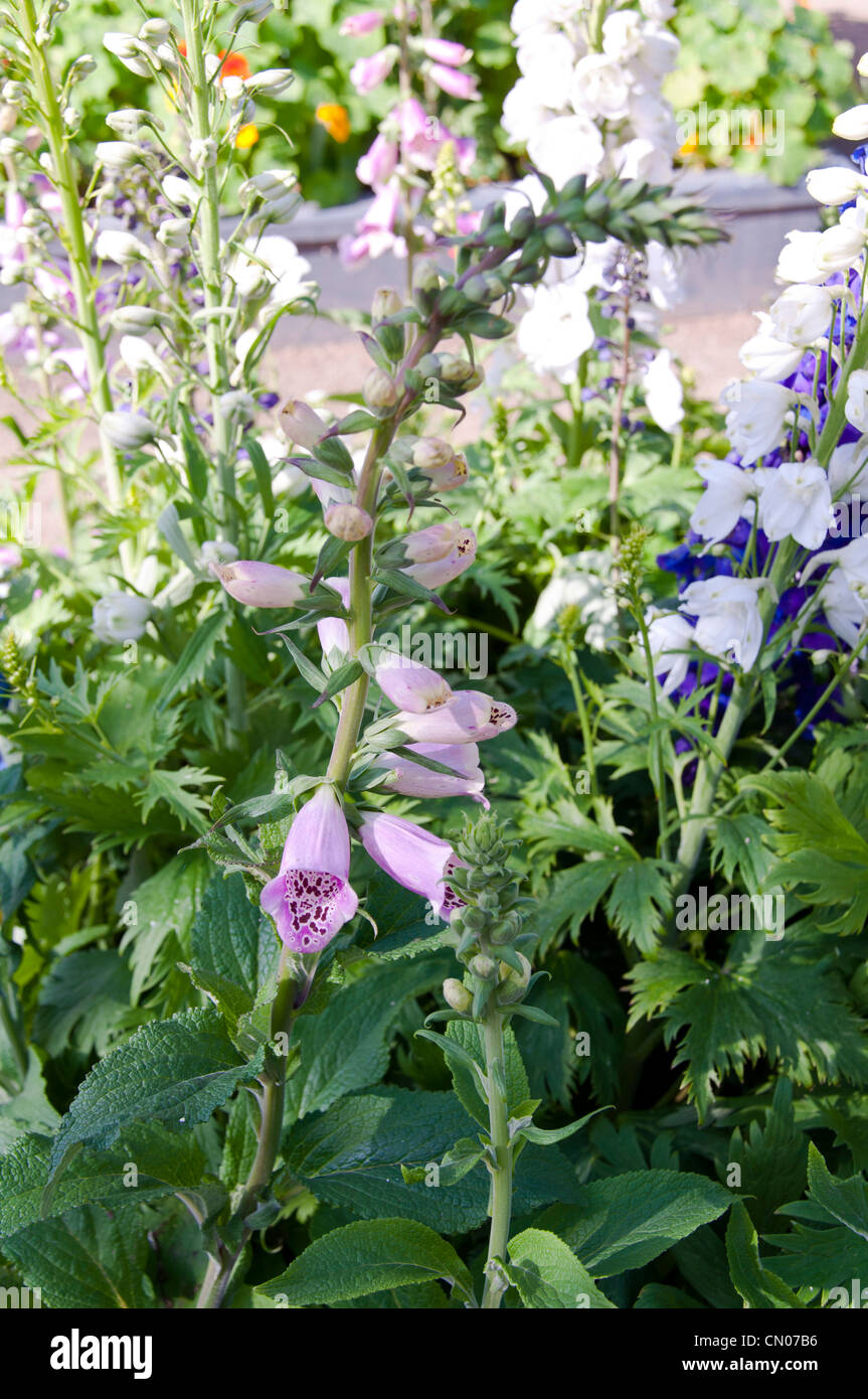 Beautiful purple flowers hi-res stock photography and images - Alamy