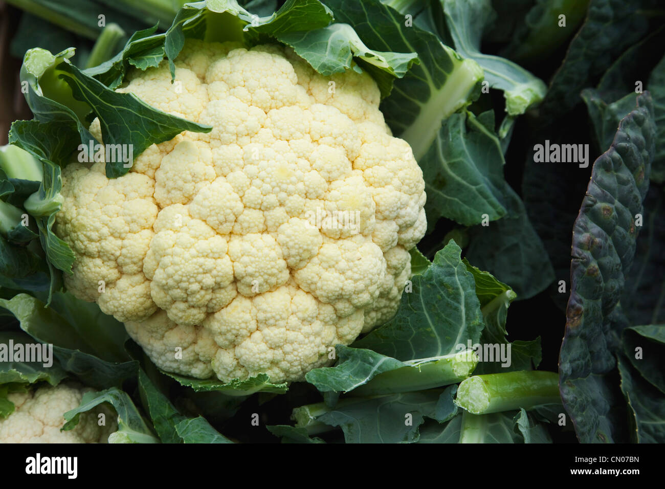 Food, Vegetables, Brassica oleracea botrytis, Cauliflower on sale at farm shop. Stock Photo