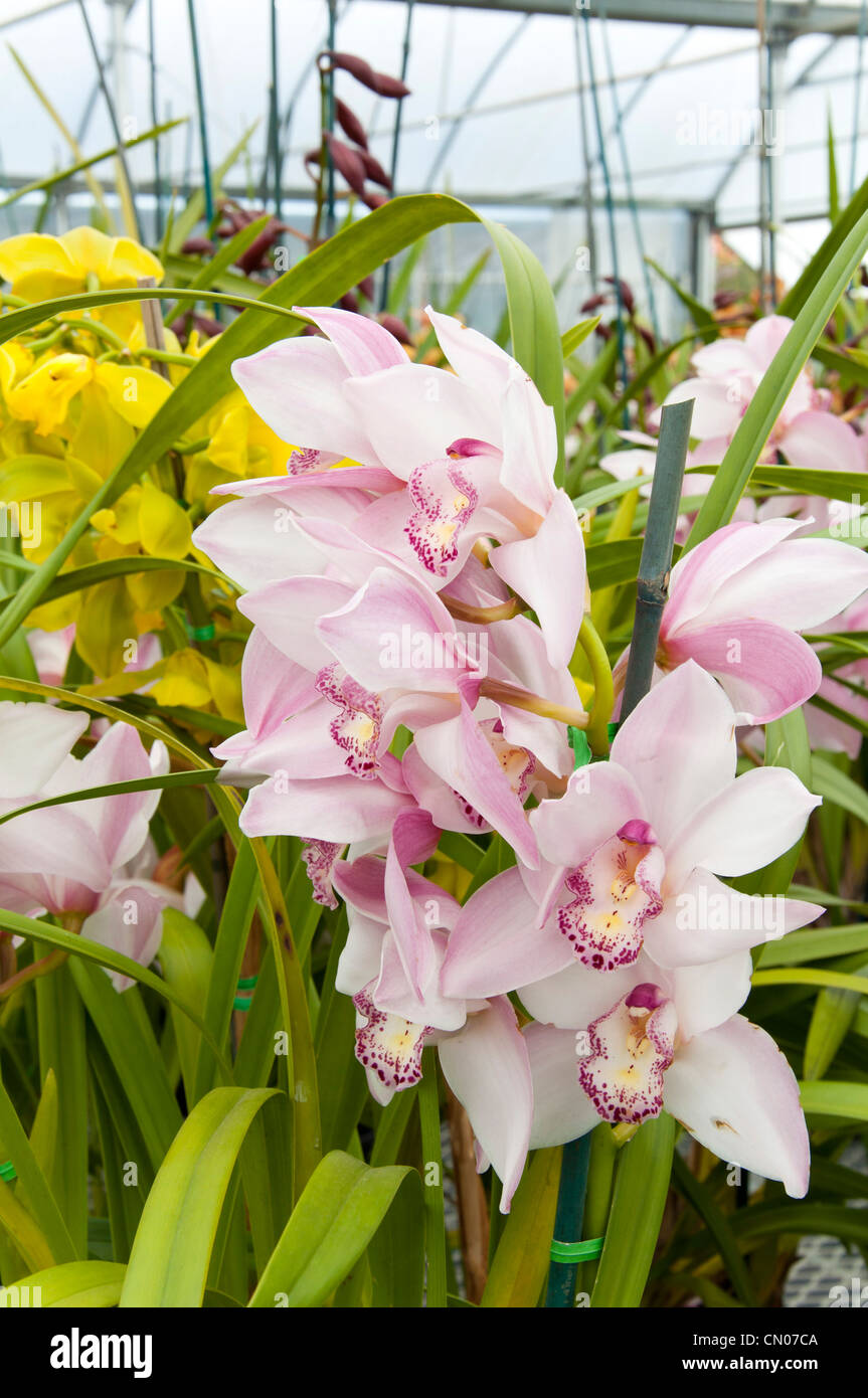 Cymbidium orchid Stock Photo