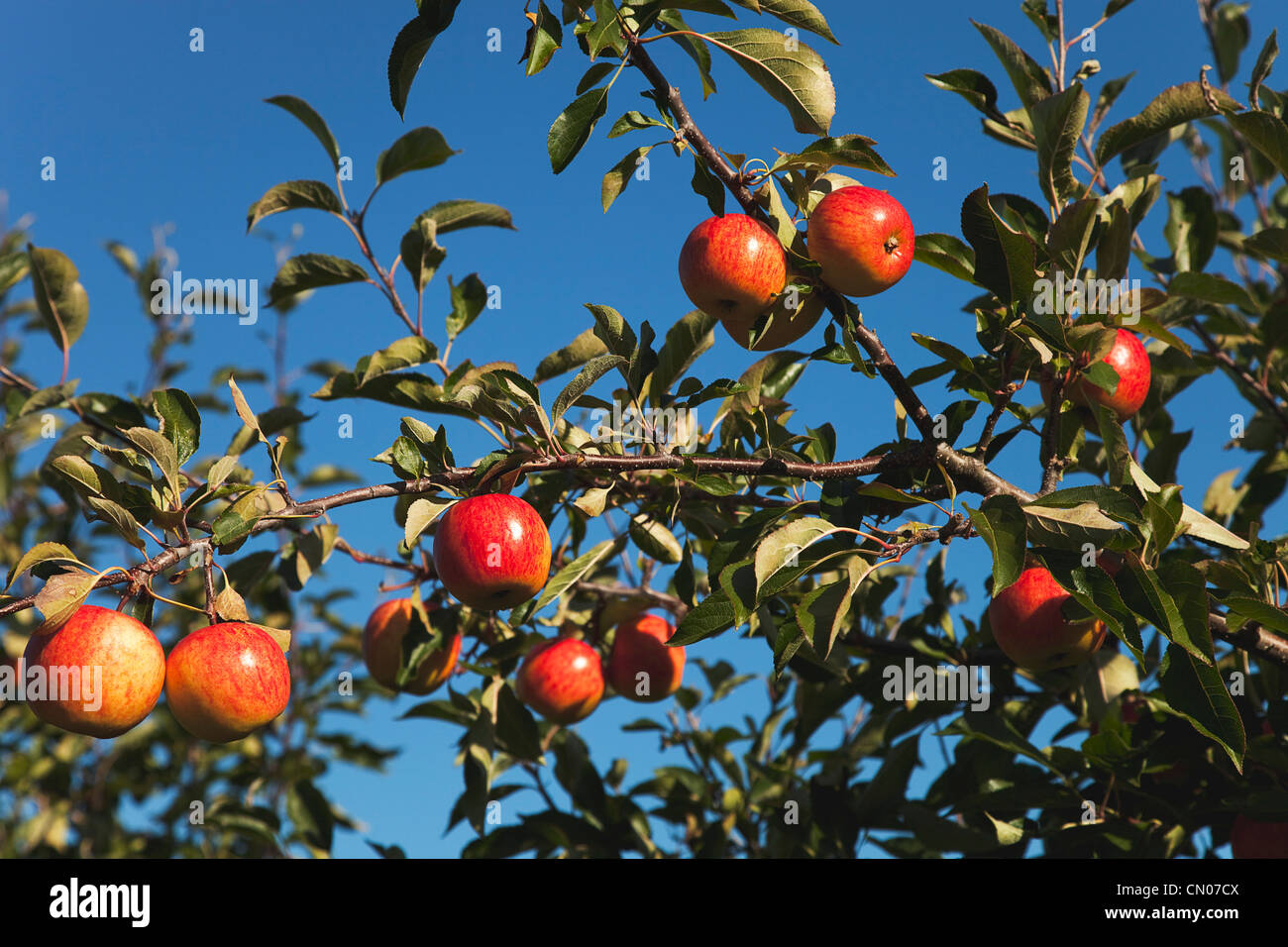 Fruit, Apple, Royal Gala apples growing on the tree in Grange Farms