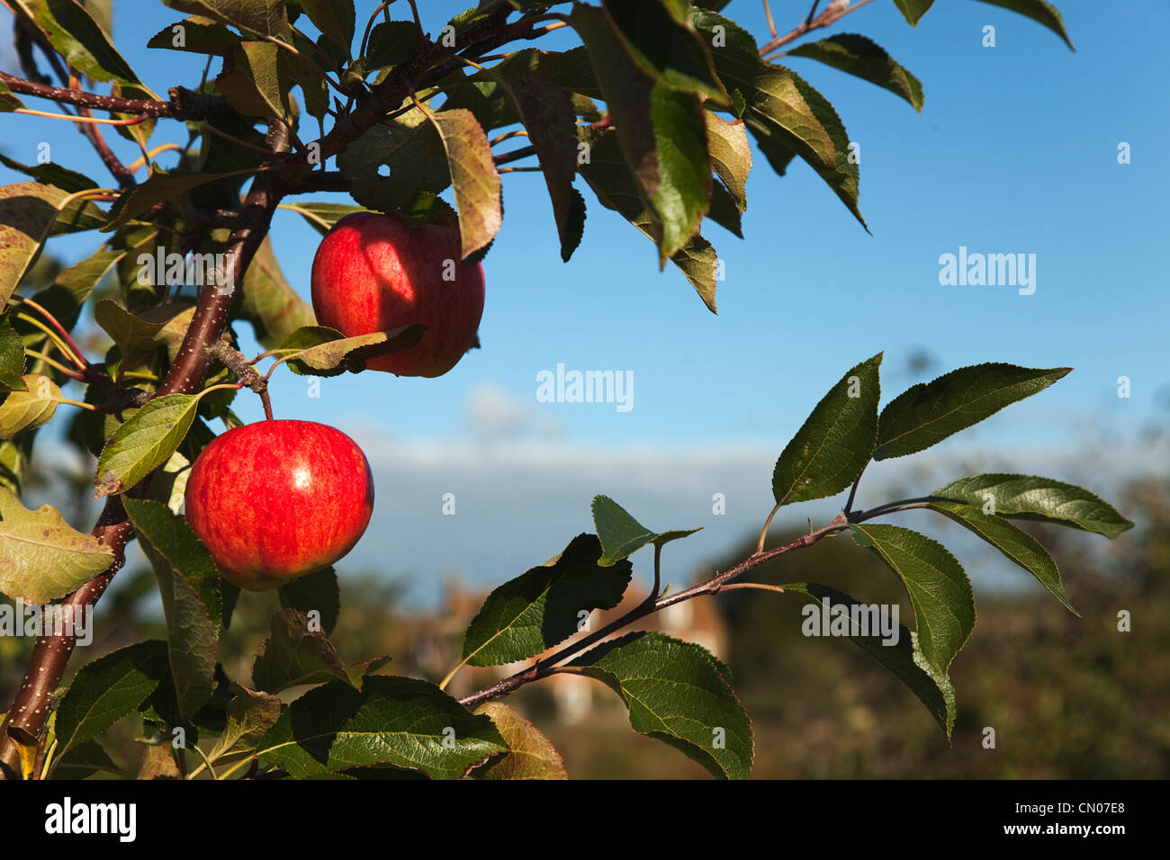 Fruit, Apple, Royal Gala apples growing on the tree in Grange Farms