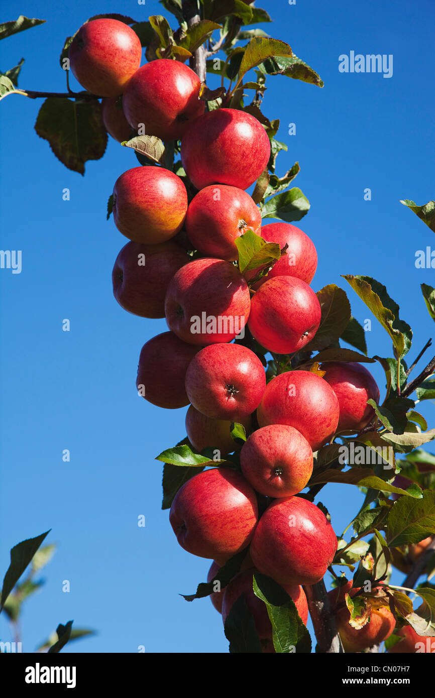 https://c8.alamy.com/comp/CN07H7/fruit-apple-royal-gala-apples-growing-on-the-tree-in-grange-farms-CN07H7.jpg