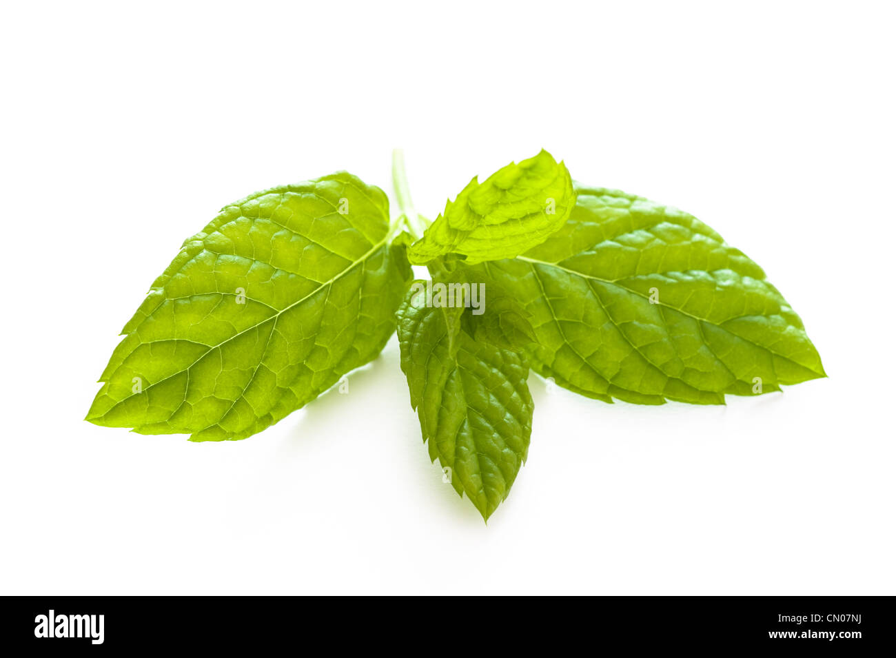 mint leaves isolated on a white background Stock Photo