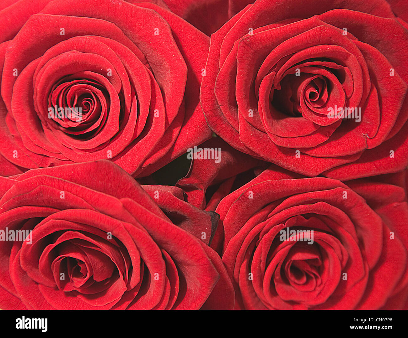 Flowers, close up of four red Roses in bloom Stock Photo - Alamy