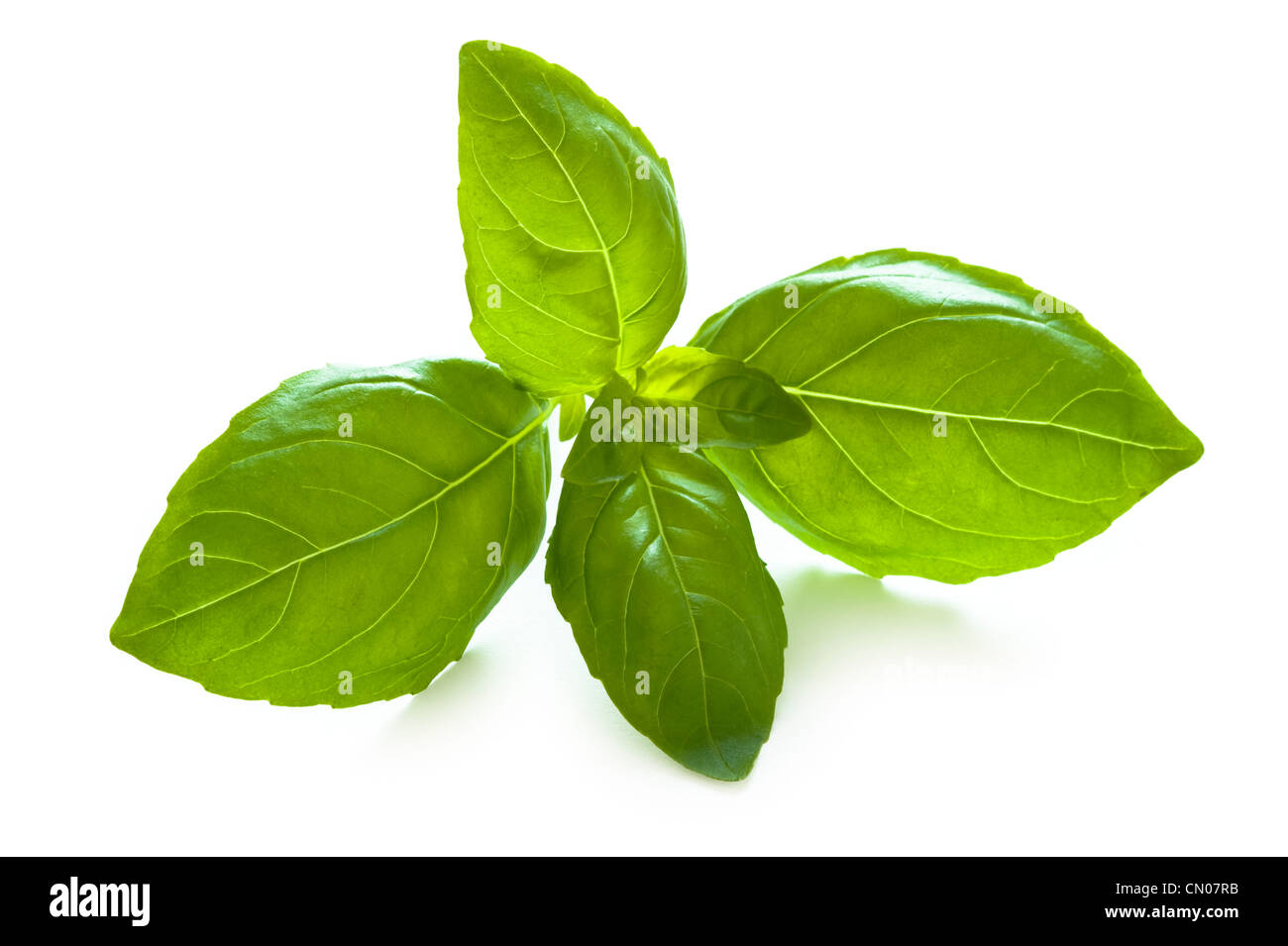 a sprig of basil leaves isolated on white background Stock Photo