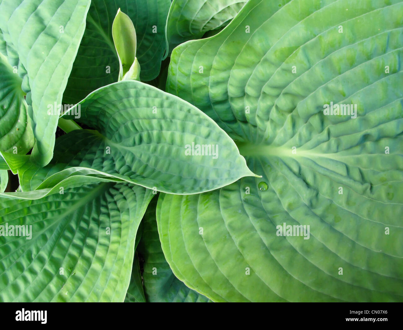 Plants, Hosta, detail of green leaves with a small water droplet. Stock Photo