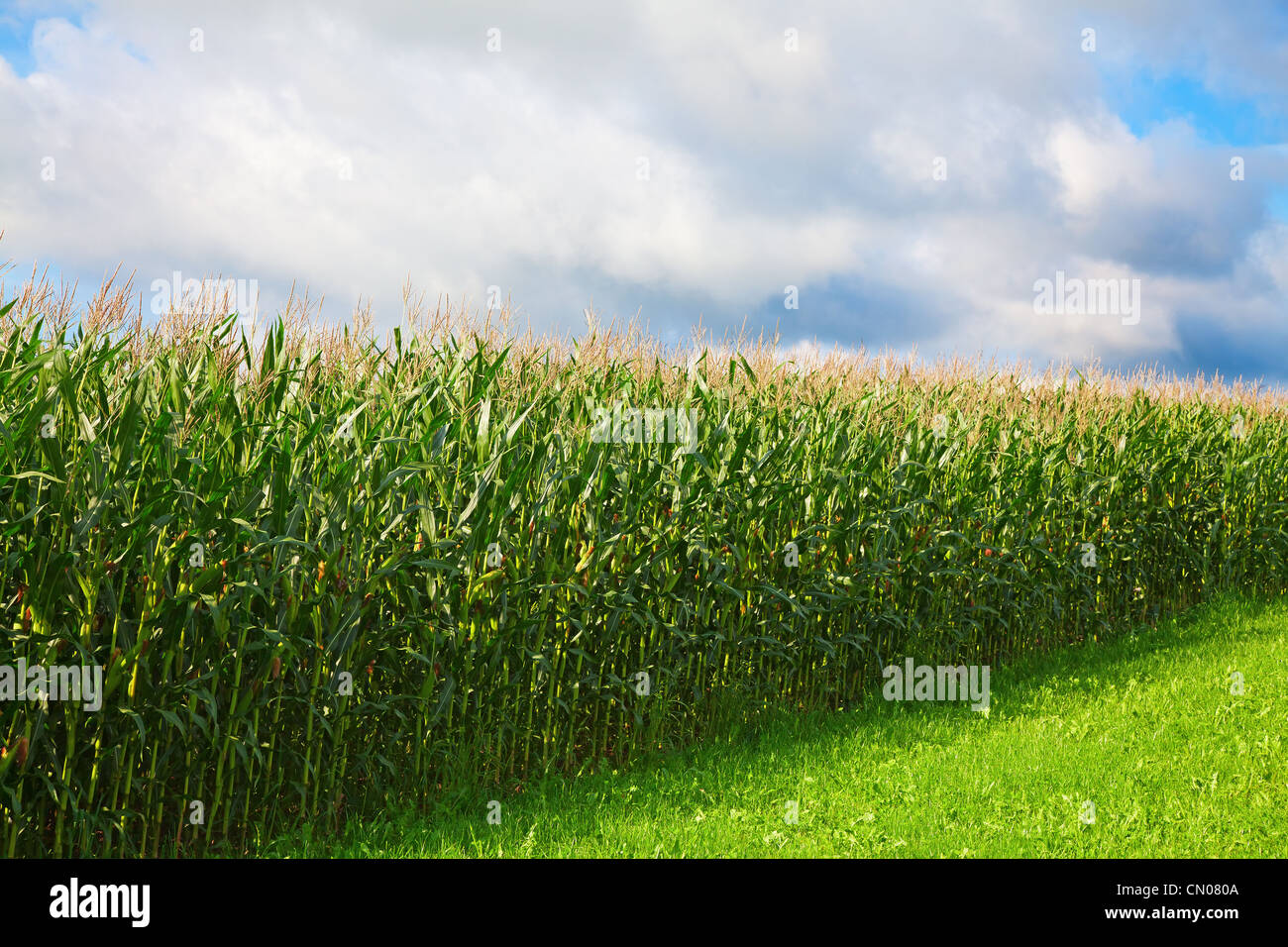 Corn field under cloudy sky Stock Photo - Alamy