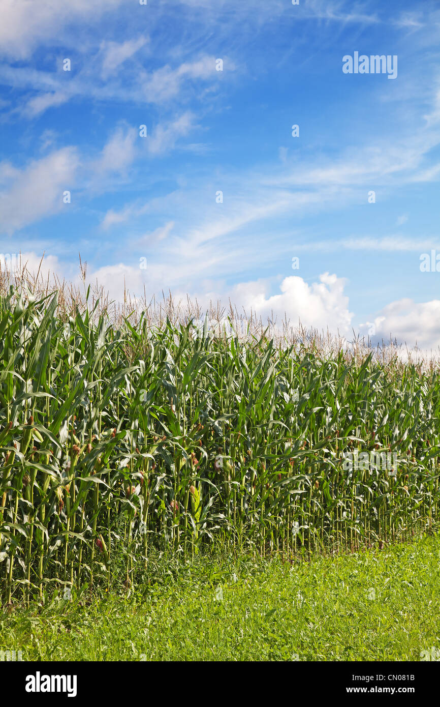 Corn field under blue sky with some clouds Stock Photo - Alamy
