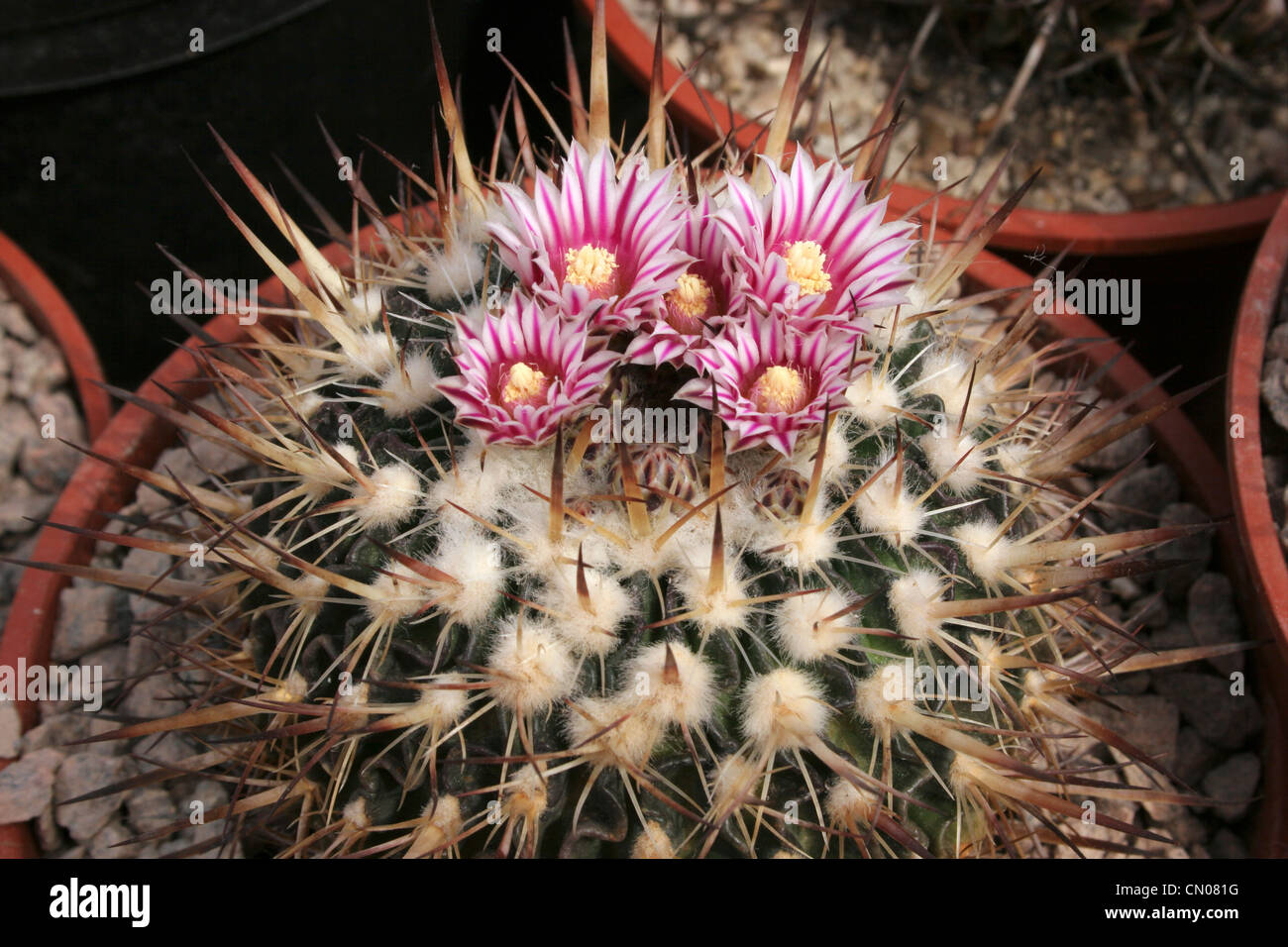 Cactus (Stenocactus species) grown from seed from Tuzlancingo, Hidalgo, Mexico. Stock Photo