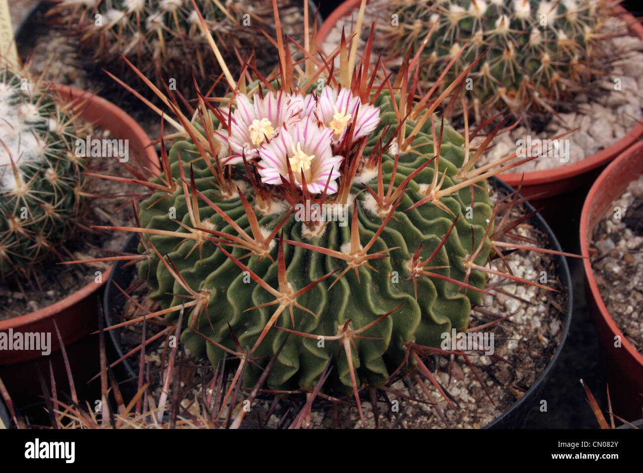 Cactus (Stenocactus species) grown from seed from the Sierra Mixteca, Oaxaca, Mexico. Stock Photo